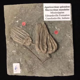 Gorgeous Crawfordsville Fossil Crinoids