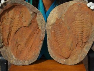 Gigantic 15.  5 " Inch Trilobite Fossil Andalusiana Cambropallas Complete Pair