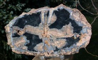 Sis: My Finest Large 7 " Blue Forest Petrified Wood Round - Very Bug Chewed Log