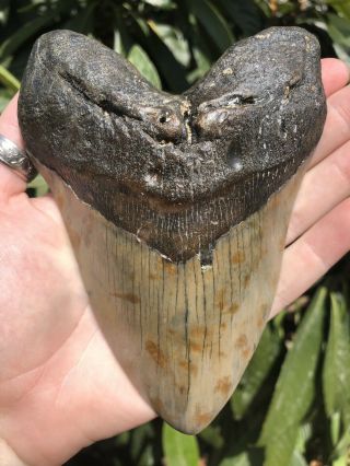 Huge Solid 5.  68” Megalodon Tooth Fossil Shark Teeth 11
