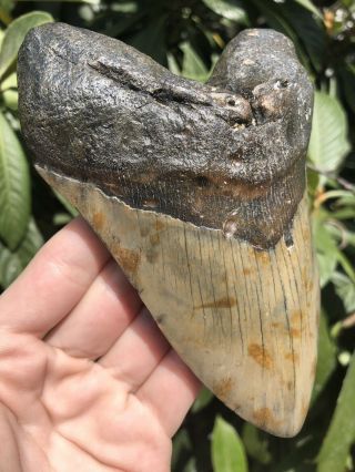 Huge Solid 5.  68” Megalodon Tooth Fossil Shark Teeth 2