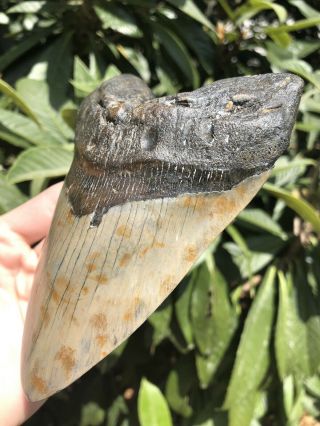Huge Solid 5.  68” Megalodon Tooth Fossil Shark Teeth 3