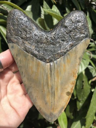 Huge Solid 5.  68” Megalodon Tooth Fossil Shark Teeth 4