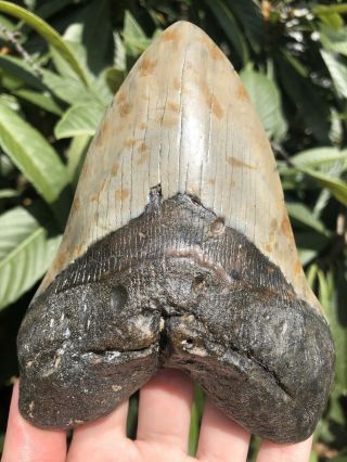 Huge Solid 5.  68” Megalodon Tooth Fossil Shark Teeth 7