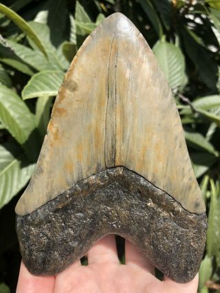 Huge Solid 5.  68” Megalodon Tooth Fossil Shark Teeth 8