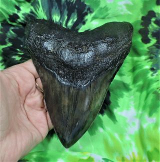 Megalodon Sharks Tooth 5 15/16 " Inch Fossil Sharks Teeth Tooth