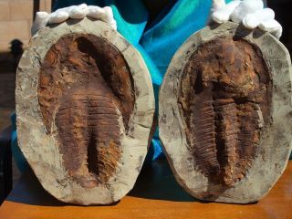 Huge 9.  75 " Inch Trilobite Andalusiana Cambropallas Positive Negative Fossil Pair