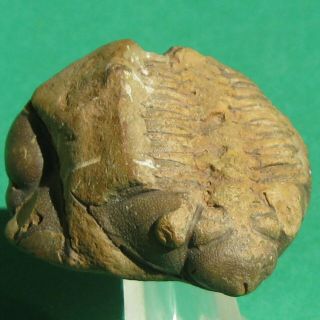 Extremely Rare Trilobite Fossil Cryphaeoides Rostratus