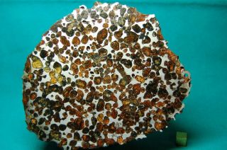 Brahin Pallasite Meteorite 1,  664 Grams