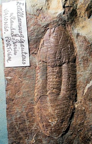 Fine complete 7.  2cm Ectillaenus gigantea w.  libriga :Ord.  Llanvirn,  Portugal 2