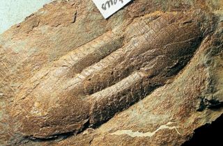 Fine complete 7.  2cm Ectillaenus gigantea w.  libriga :Ord.  Llanvirn,  Portugal 3