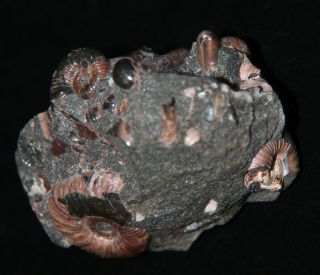 Ammonite Ptychoceras parvum Nodosohoplites Fossil 2