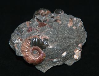 Ammonite Ptychoceras parvum Nodosohoplites Fossil 3