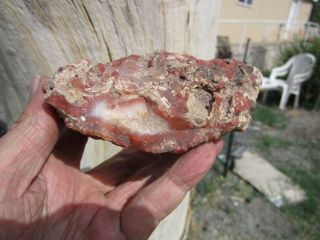 (BR) Yellow cat,  Utah polished petrified wood cast fossil cabinet specimen 4