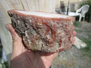 (BR) Yellow cat,  Utah polished petrified wood cast fossil cabinet specimen 6