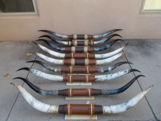 Pretty Mounted Steer Horns One Set 6 