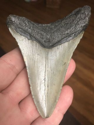 5.  Huge 4 1/4 " Megalodon Giant Shark Tooth Teeth Extinct Fossil Megladon