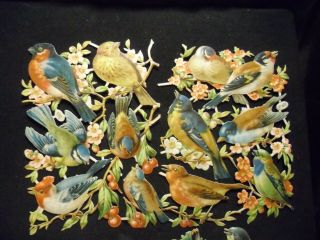 Victorian Scrap 8929 - Sheets Of Birds - Extra Large - Raphael Tuck