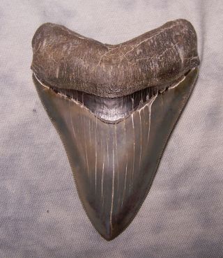 Best Of The Best 4 1/8 " Megalodon Shark Tooth Teeth Sharp Extinct Jaw Fossil