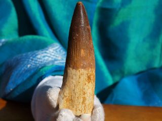 Massive Spinosaurus Dinosaur Tooth Fossil 3.  56 " Inches 112 Million Years Old