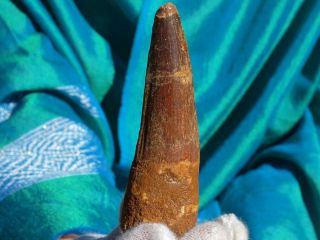 Large Spinosaurus Dinosaur Tooth Fossil 3.  31 " Inches 112 Million Years Old