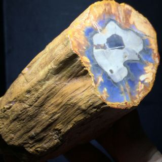 Top Natural Petrified Wood Fossil Crystal Polished Slice Madagascar 733g A6256