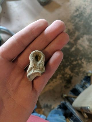 Dinosaur Fossil Bone Tooth Theropod
