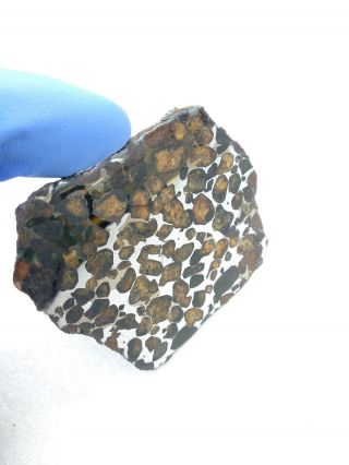 33.  49 Grams.  Full Slice.  Sericho Meteorite Pallasite From Kenya.  Polished.