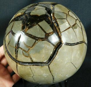 A Huge Septarian Sphere With A Removable Window To The Crystal Vug 4915gr E