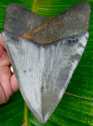 Megalodon Shark Tooth Over 5 & 1/2 In.  Serrated Real - No Restorations
