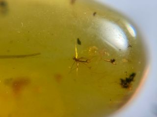 Unique Small Mosquito Burmite Myanmar Burmese Amber Insect Fossil Dinosaur Age