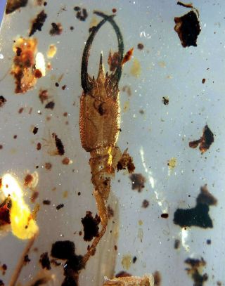 Neuroptera Psychopsidae Lacewings Larvae Burmite Myanmar Amber Insect Fossil