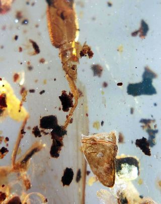 Neuroptera Psychopsidae lacewings larvae Burmite Myanmar Amber insect fossil 4