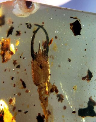 Neuroptera Psychopsidae lacewings larvae Burmite Myanmar Amber insect fossil 5