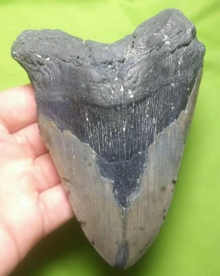 Huge " 5.  68 Megalodon Shark Tooth Teeth Extinct Jaw Fossil Meg Scuba Diver Direct