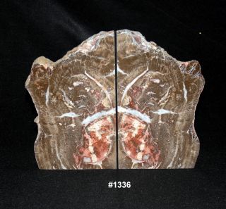 Exquisite Petrified Wood Bookends 13 7/8 " Wide,  11 " Tall,  1 7/8 " Thick,  22 Lbs.