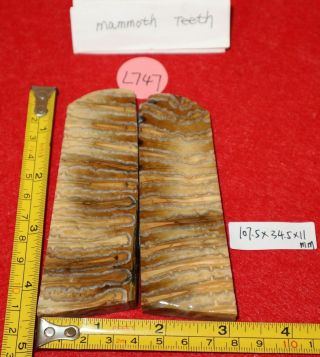 L747 Pleistocene Fossil Molar Teeth Knife Handle Grips Scales Inlay Mammoth Hair