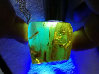 Stingless Bees And Other Insects Inside Mexican Amber 24.  5g