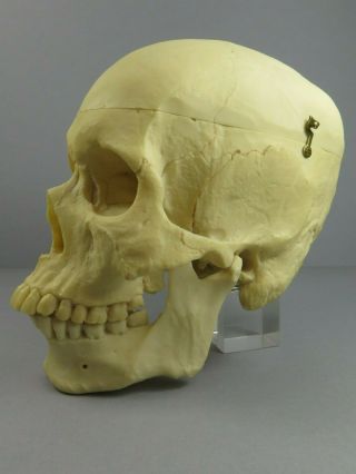 Adam Rouilly Adult Male Skull 3 Part Anatomical Model Teaching Training Aid