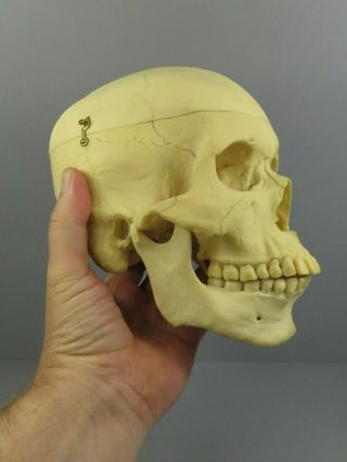 Adam Rouilly Adult Male Skull 3 Part Anatomical Model Teaching Training Aid 3