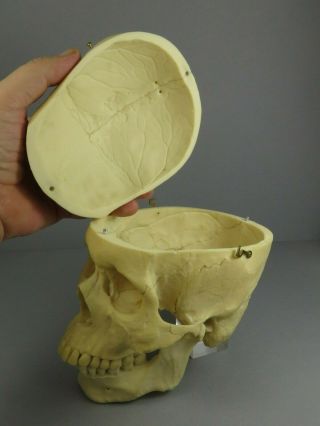 Adam Rouilly Adult Male Skull 3 Part Anatomical Model Teaching Training Aid 5