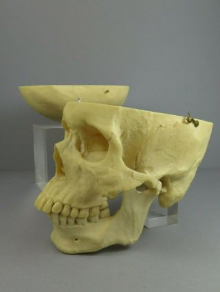 Adam Rouilly Adult Male Skull 3 Part Anatomical Model Teaching Training Aid 6