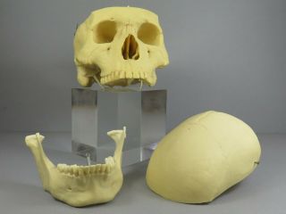 Adam Rouilly Adult Male Skull 3 Part Anatomical Model Teaching Training Aid 7