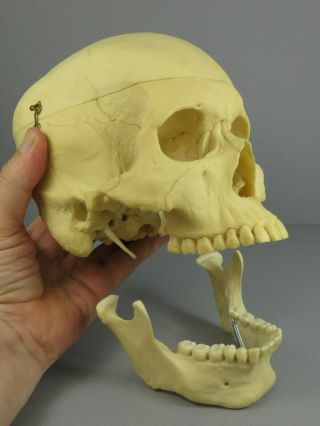 Adam Rouilly Adult Male Skull 3 Part Anatomical Model Teaching Training Aid 8