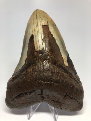 Huge Brown 5.  94” Megalodon Fossil Shark Tooth Teeth Rate Natural 1351
