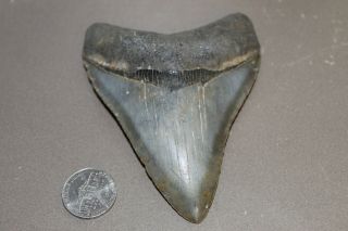 Megalodon Fossil Giant Shark Teeth Natural Large 4.  07 " Huge Museum Quality