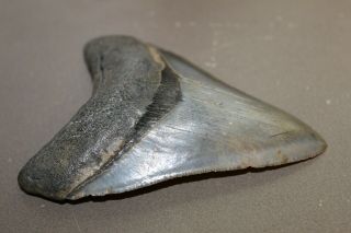 MEGALODON Fossil Giant Shark Teeth Natural Large 4.  07 