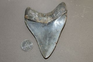MEGALODON Fossil Giant Shark Teeth Natural Large 4.  07 