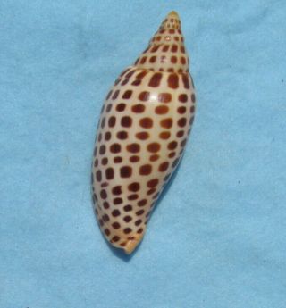 Scaphella Junonia 112mm Voluta Volute Seashell