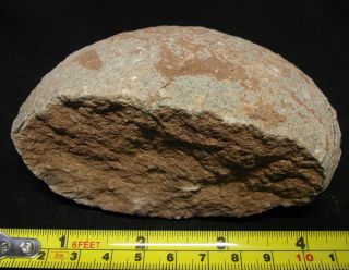 Authentic Spheroolithus Dinosaur Egg Fossil,  Cretaceous 80 Myo,  Study Grade